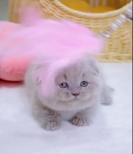 Mèo Anh lông ngắn màu lilac Tai cụp. Mua bán Mèo tại Quận 7 Tp Hồ Chí Minh được đăng bởi Như Ý hình 1