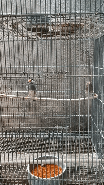 7 con Chim Bạc má Nhật Trắng, Xám. Mua bán Chim tại Thị xã Tân Uyên Bình Dương được đăng bởi Vinh hình 1