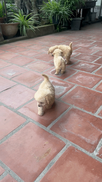 Bán nhanh đàn poodle 2 tháng tuổi. Mua bán Chó tại Huyện Diễn Châu Nghệ An được đăng bởi Lê  Loan hình 1
