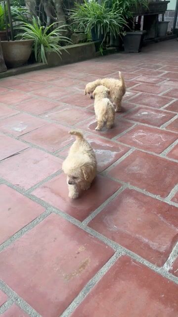 Bán nhanh đàn poodle 2 tháng tuổi. Mua bán Chó tại Huyện Diễn Châu Nghệ An được đăng bởi Lê  Loan hình 1