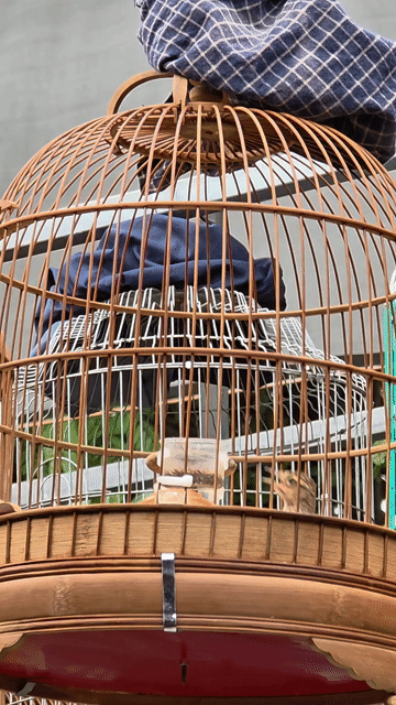 Chim Sơn ca thuần siêng hót. Mua bán Chim tại Quận Gò Vấp Tp Hồ Chí Minh được đăng bởi Tưởng Họa Mi  hình 1