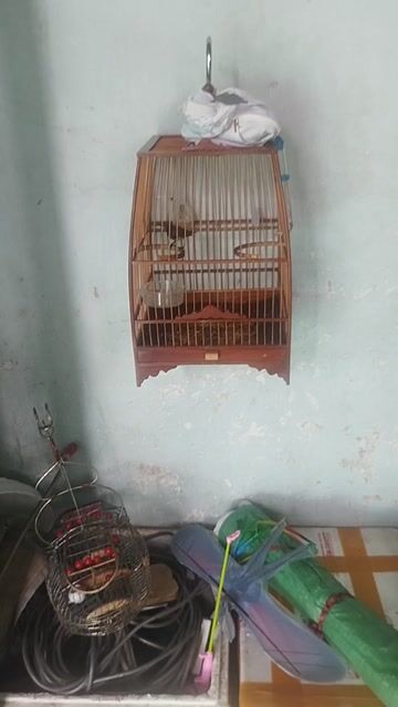 Chim cảnh Khỏe mạnh. Mua bán Chim tại Huyện Bình Chánh Tp Hồ Chí Minh được đăng bởi Đam Mê Chim hình 1