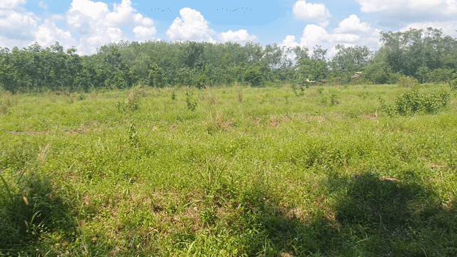 Mua bán Đất Huyện Dầu Tiếng Bình Dương diện tích 1134 m² giá 590 triệu