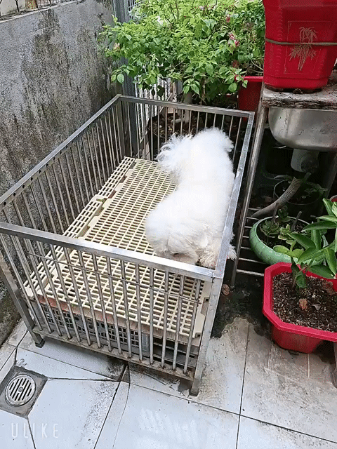 Chó Bichon đực Trắng trưởng thành. Mua bán Chó tại Quận 7 Tp Hồ Chí Minh được đăng bởi tran nguyen ngoc khanh hình 1