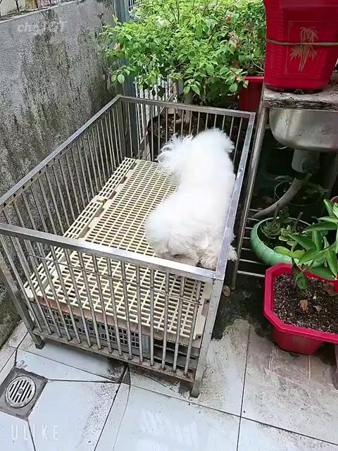 Chó Bichon đực Trắng trưởng thành. Mua bán Chó tại Quận 7 Tp Hồ Chí Minh được đăng bởi tran nguyen ngoc khanh hình 1