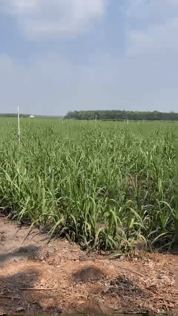 Mua bán Đất Huyện Tân Châu Tây Ninh diện tích 3000 m² giá 4,04 tỷ