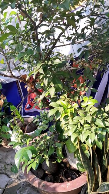 Cây cảnh Nguyệt quế 1.5m. Mua bán Cây cảnh, đồ trang trí tại Quận Liên Chiểu Đà Nẵng được đăng bởi An hình 1
