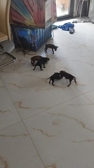 Chó Fox hươu 1 tháng tuổi. Mua bán Chó tại Huyện Hóc Môn Tp Hồ Chí Minh được đăng bởi Tên chưa cung cấp hình 1