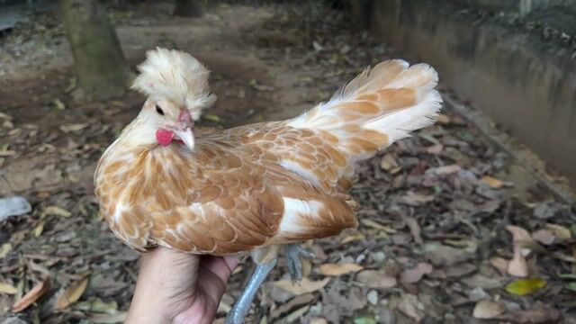 Gà Ba Lan sư tử mini 4 tháng tuổi. Mua bán Gà tại Huyện Trà Cú Trà Vinh được đăng bởi Liao Wei hình 1