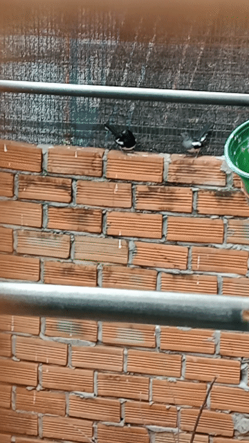 Chim Chích choè than 2 mùa bổi. Mua bán Chim tại Quận 12 Tp Hồ Chí Minh được đăng bởi Bảo Hân hình 1