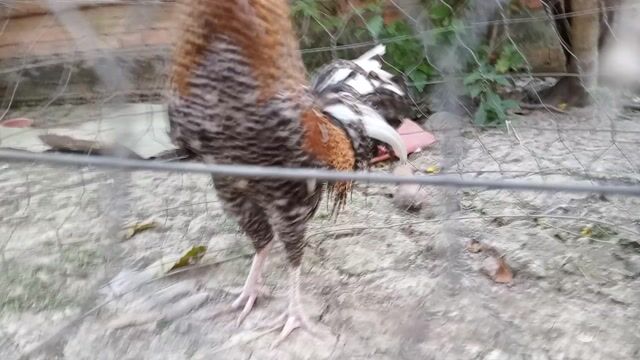 Gà Beru Việt trống. Mua bán Gà tại Huyện Cầu Kè Trà Vinh được đăng bởi khai Trương hình 1