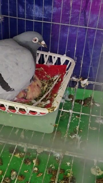 Chim bồ câu đua Xám Non Khỏe mạnh. Mua bán Chim tại Huyện Long Thành Đồng Nai được đăng bởi Ngô Vũ Phương  hình 1