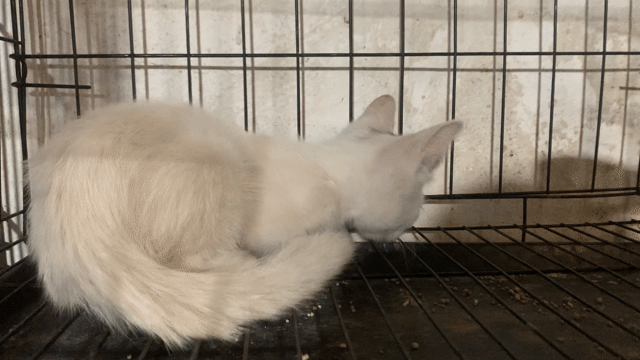 Mèo Anh lông ngắn trắng cái 2 tháng. Mua bán Mèo tại Quận Hoàng Mai Hà Nội được đăng bởi HÀ UYỂN NHI  hình 1