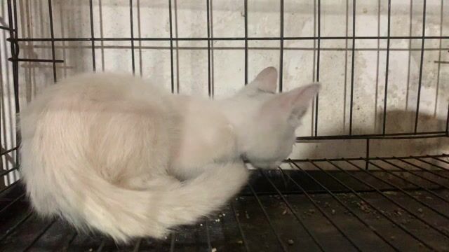 Mèo Anh lông ngắn trắng cái 2 tháng. Mua bán Mèo tại Quận Hoàng Mai Hà Nội được đăng bởi HÀ UYỂN NHI  hình 1