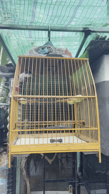 Chim chào mào. Mua bán Chim tại Thành phố Biên Hòa Đồng Nai được đăng bởi Tiến Dũng hình 1