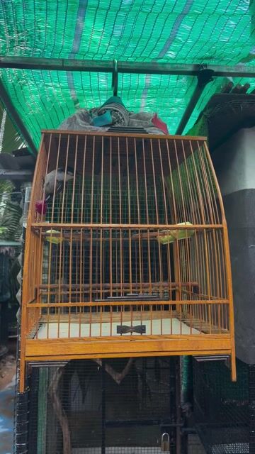 Chim chào mào. Mua bán Chim tại Thành phố Biên Hòa Đồng Nai được đăng bởi Tiến Dũng hình 1