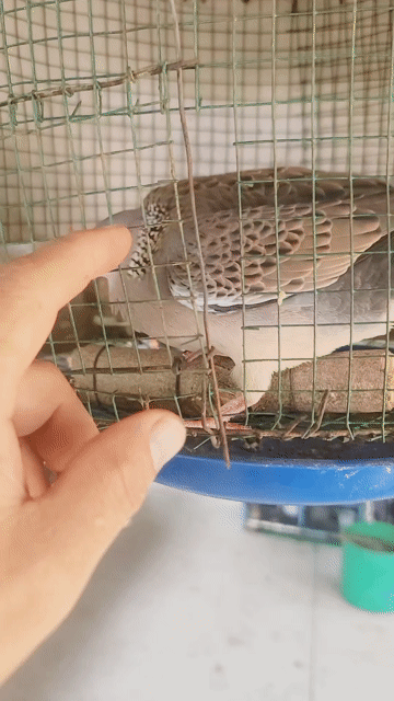cu gáy dạng người. Mua bán Chim tại Quận 7 Tp Hồ Chí Minh được đăng bởi binh hình 1