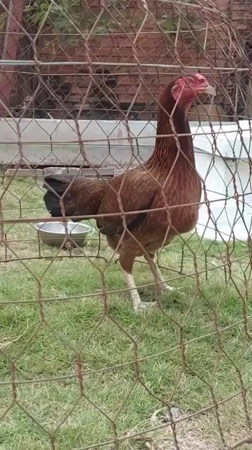 Gà Asil mái 2.4kg màu Nâu. Mua bán Gà tại Thành phố Thủ Đức Tp Hồ Chí Minh được đăng bởi A Huy hình 1