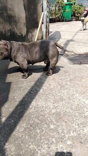 Chó Bully Xám. Mua bán Chó tại Thành phố Biên Hòa Đồng Nai được đăng bởi Canh Nguyen hình 1