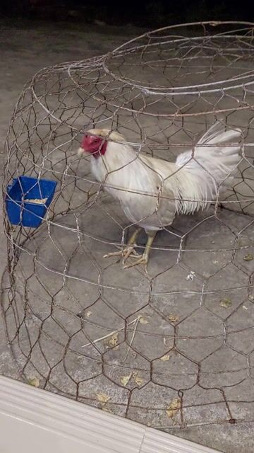 Gà Trắng 2.5kg bán hoặc gl gà khác. Mua bán Gà tại Huyện Mỹ Xuyên Sóc Trăng được đăng bởi helo hình 1