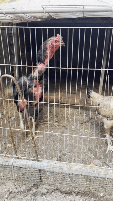 Gà chọi Đen Đỏ Đực. Mua bán Gà tại Quận Hà Đông Hà Nội được đăng bởi gà chọi  hình 1