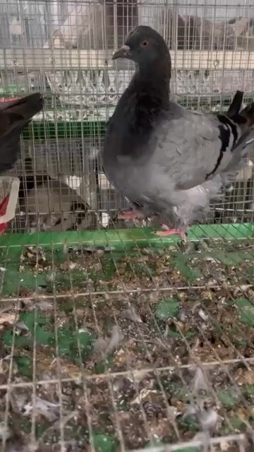 Chim bồ câu Xám đen đã tiêm. Mua bán Chim tại Huyện Tịnh Biên An Giang được đăng bởi Gà Nòi 67 hình 1