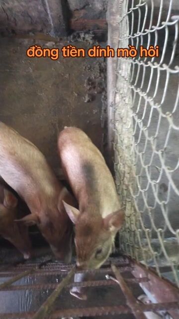 heo. Mua bán Thú cưng khác tại Huyện Củ Chi Tp Hồ Chí Minh được đăng bởi gà tre ủy tín chất lượng hình 1