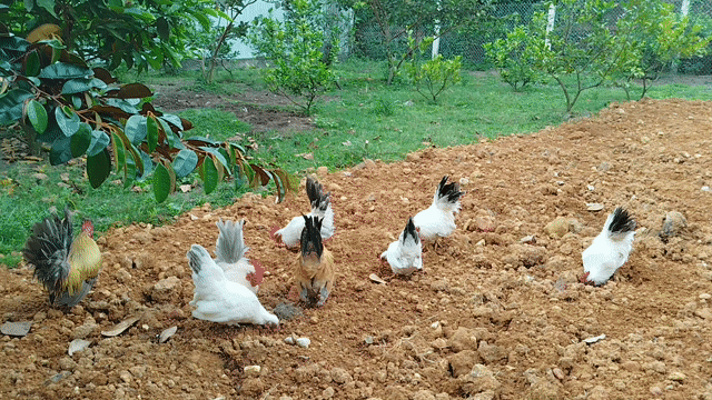 Gà tre cảnh Trắng Nâu Đen. Mua bán Gà tại Quận Cẩm Lệ Đà Nẵng được đăng bởi Trương Hiền  hình 1