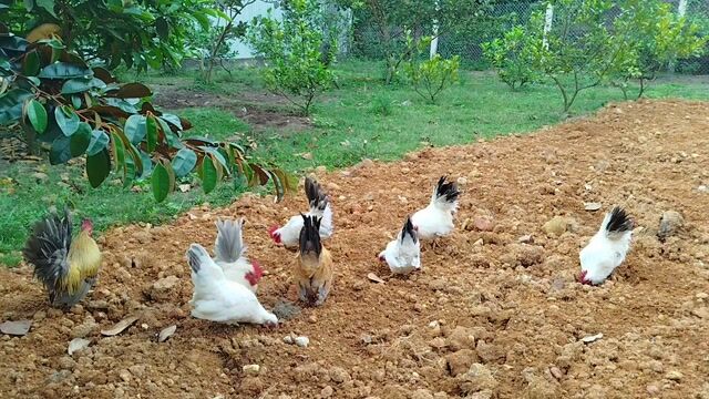 Gà tre cảnh Trắng Nâu Đen. Mua bán Gà tại Quận Cẩm Lệ Đà Nẵng được đăng bởi Trương Hiền  hình 1
