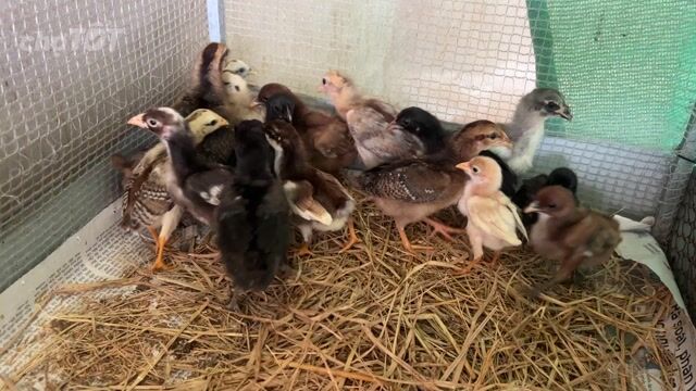 Gà con Peru Mỹ nhiều màu. Mua bán Gà tại Huyện Bình Chánh Tp Hồ Chí Minh được đăng bởi Hào hình 1