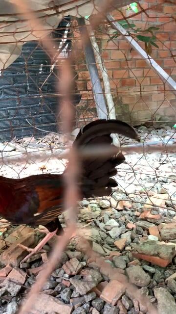 Gà kiểng 1kg Đực. Mua bán Gà tại Thành phố Thủ Dầu Một Bình Dương được đăng bởi thaibinh hình 1