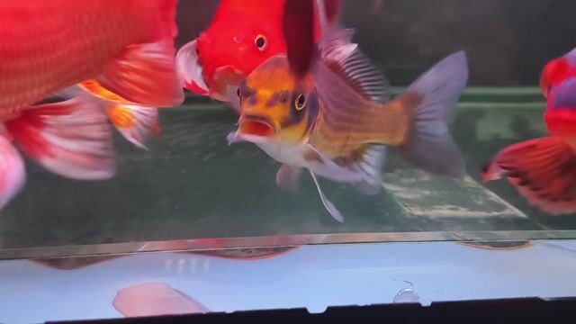 cá mèo vây xám. Mua bán Thú cưng khác tại Huyện Trảng Bom Đồng Nai được đăng bởi luôn vui tươi  hình 1