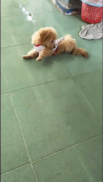 Chó Poodle Nâu vàng đã tiêm 2 mũi. Mua bán Chó tại Thành phố Tây Ninh Tây Ninh được đăng bởi NGUYỄN THỊ NGỌC SƯƠNG hình 1