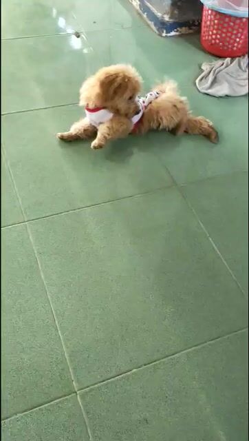Chó Poodle Nâu vàng đã tiêm 2 mũi. Mua bán Chó tại Thành phố Tây Ninh Tây Ninh được đăng bởi NGUYỄN THỊ NGỌC SƯƠNG hình 1