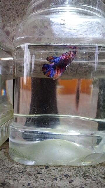 Cá betta 7. Mua bán Thú cưng khác tại Huyện Trà Ôn Vĩnh Long được đăng bởi Hồng Thúy hình 1