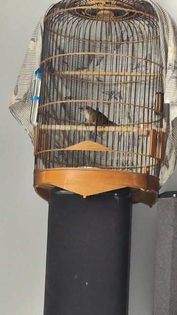 Chim Tiểu mi.. Mua bán Chim tại Huyện Nhà Bè Tp Hồ Chí Minh được đăng bởi Thành Long hình 1