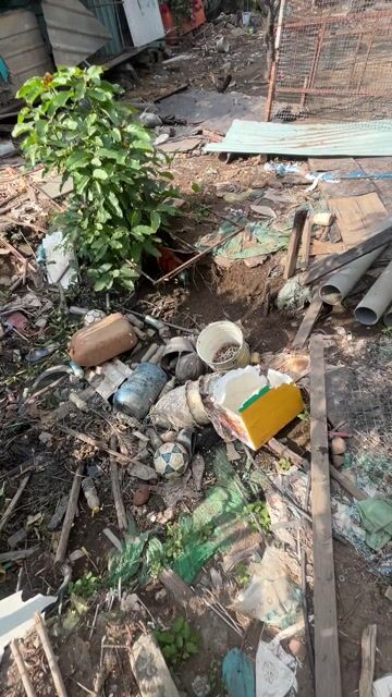 Gà Tre lở 1.5kg 6 tháng. Mua bán Gà tại Quận Ninh Kiều Cần Thơ được đăng bởi Nguyen Trung Hieu hình 1