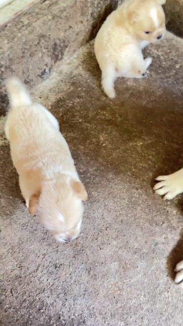 Pug lai cần tìm nhà mới. Mua bán Chó tại Huyện Mỏ Cày Nam Bến Tre được đăng bởi Lil hình 1