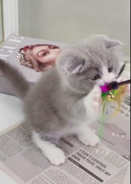 Mèo munchkin chân ngắn bicolor thuần chủng. Mua bán Mèo tại Quận 8 Tp Hồ Chí Minh được đăng bởi Như Ý hình 1