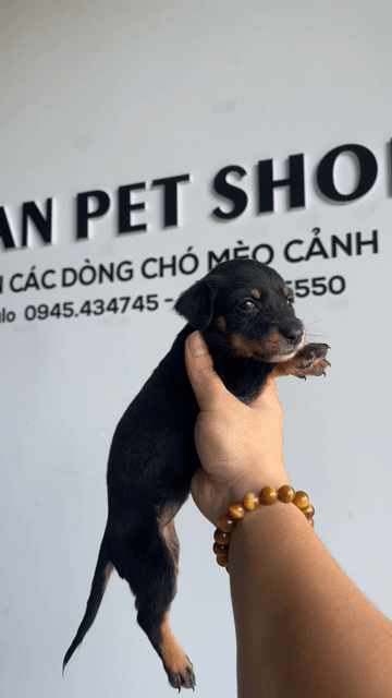 Chó Lạp Xưởng Lai Cái Đen. Mua bán Chó tại Thành phố Buôn Ma Thuột Đắk Lắk được đăng bởi Ngô Duy Sang hình 1