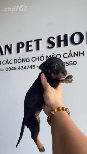 Chó Lạp Xưởng Lai Cái Đen. Mua bán Chó tại Thành phố Buôn Ma Thuột Đắk Lắk được đăng bởi Ngô Duy Sang hình 1