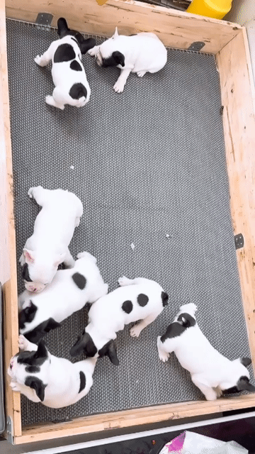 bull heo siêu cute. Mua bán Chó tại Quận Bình Tân Tp Hồ Chí Minh được đăng bởi huỳnh thật  hình 1