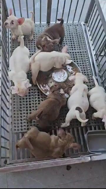 Chó Bully Đực Lilac Choco 2 tháng. Mua bán Chó tại Huyện Bình Chánh Tp Hồ Chí Minh được đăng bởi tiến hình 1
