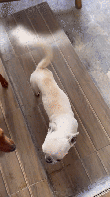 Chó Chihuahua đực hơn 1 tuổi. Mua bán Chó tại Thành phố Thủ Đức Tp Hồ Chí Minh được đăng bởi Rin ro hình 1