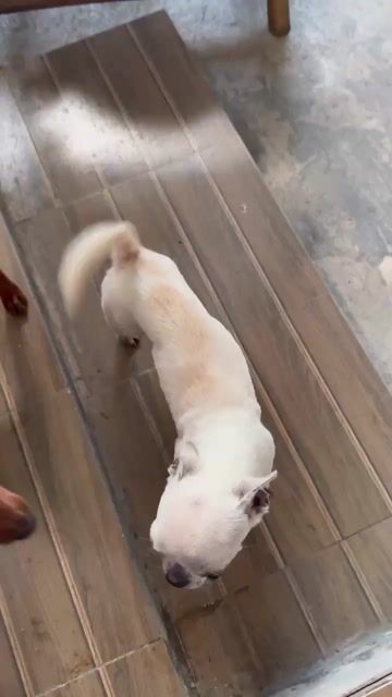 Chó Chihuahua đực hơn 1 tuổi. Mua bán Chó tại Thành phố Thủ Đức Tp Hồ Chí Minh được đăng bởi Rin ro hình 1