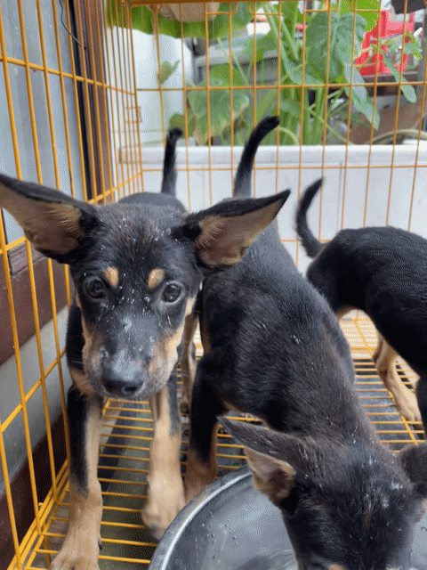 Chó Rottweiler lai Becgie 4 tháng tuổi. Mua bán Chó tại Quận Gò Vấp Tp Hồ Chí Minh được đăng bởi Tên chưa cung cấp hình 1
