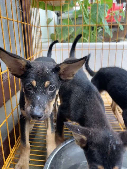 Chó Rottweiler lai Becgie 4 tháng tuổi. Mua bán Chó tại Quận Gò Vấp Tp Hồ Chí Minh được đăng bởi Tên chưa cung cấp hình 1
