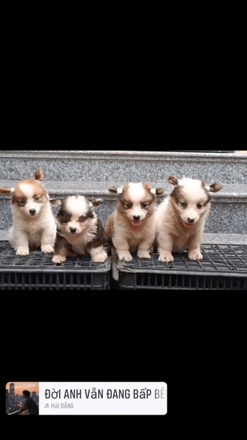 Chó Corgi 2 tháng Đực Cái Nâu trắng. Mua bán Chó tại Thị xã Duy Tiên Hà Nam được đăng bởi Vũ Văn Tính hình 1