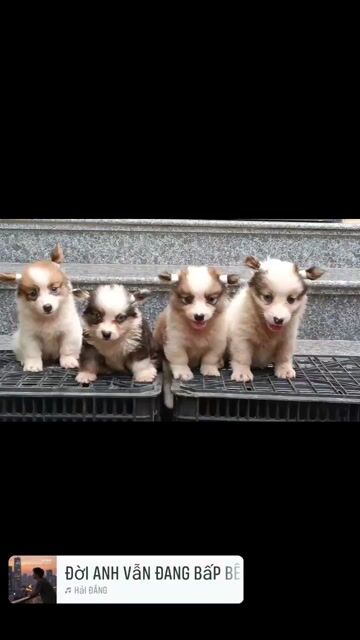 Chó Corgi 2 tháng Đực Cái Nâu trắng. Mua bán Chó tại Thị xã Duy Tiên Hà Nam được đăng bởi Vũ Văn Tính hình 1