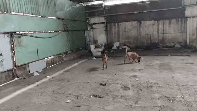 Cho thuê Đất Huyện Hóc Môn Tp Hồ Chí Minh diện tích 400 m² giá 20 triệu/tháng